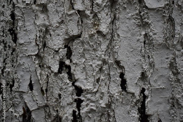Fototapeta tree bark texture