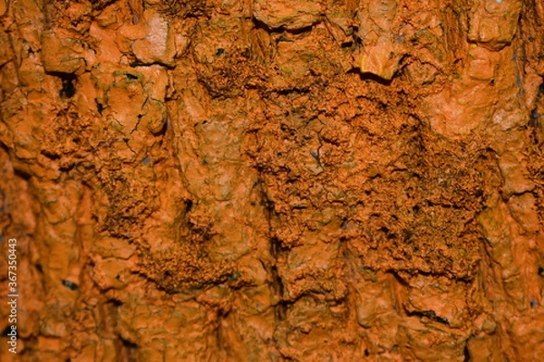 Fototapeta tree bark texture