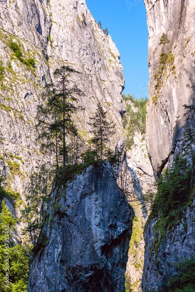 Fototapeta A little forest on a mountain ridge of the  Bicaz Canyon.