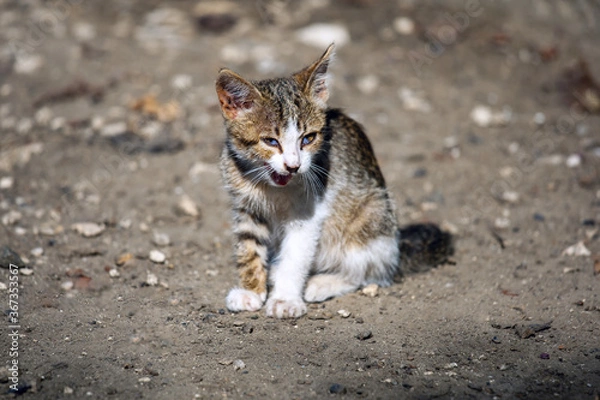 Fototapeta Kitten in the blurred background Ready to attack.