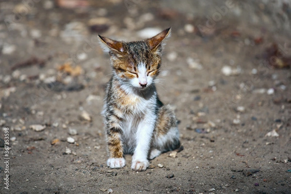 Obraz Kitten on a blurred background