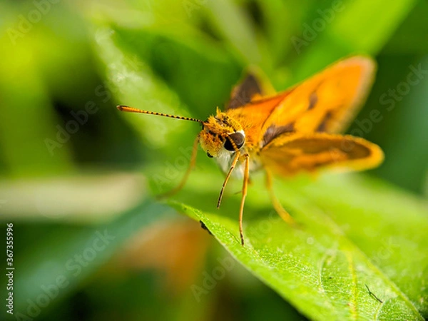 Obraz Large skipper macro (Ochlodes sylvanus) - Butterfly