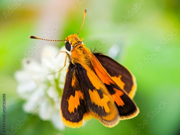 Obraz Large skipper macro (Ochlodes sylvanus) - Butterfly