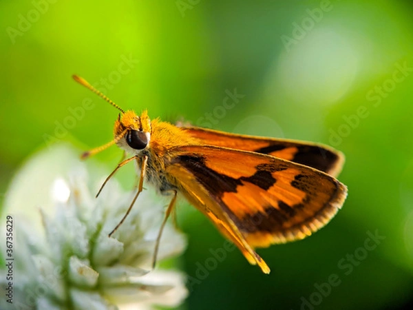 Obraz Large skipper macro (Ochlodes sylvanus) - Butterfly