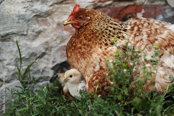 Obraz chicken with chickens, hen with chickens