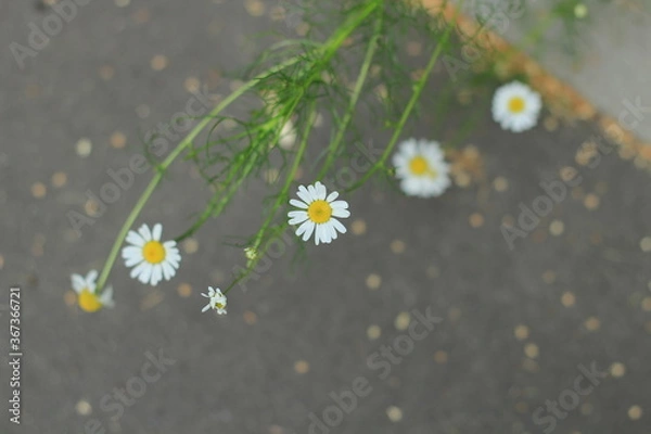 Obraz flower in the grass