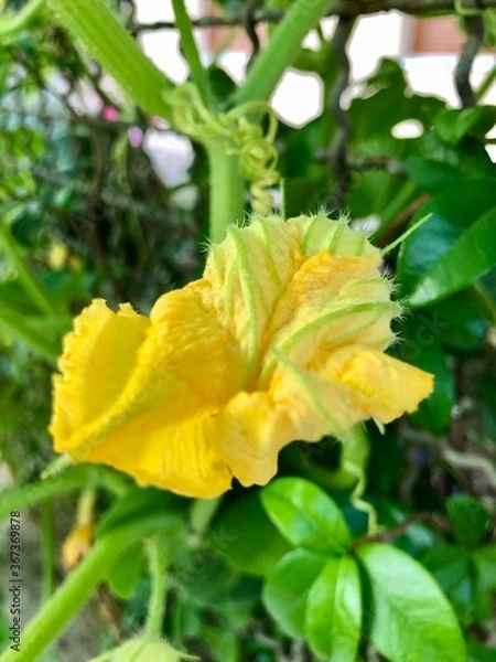 Obraz pumpkin in the garden