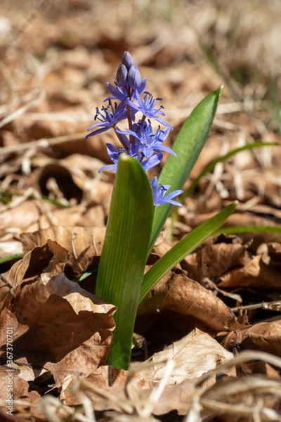 Fototapeta blue iris flower