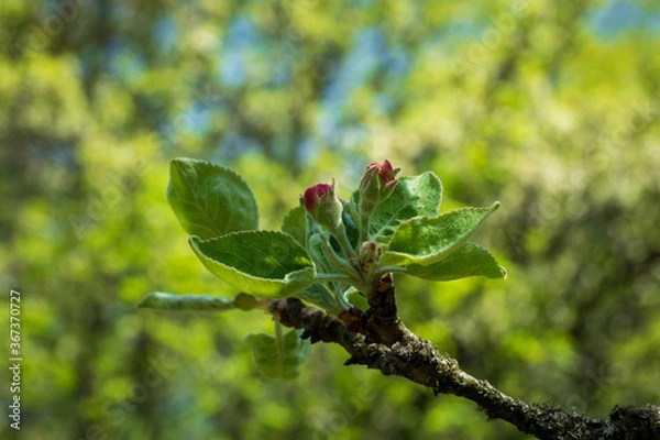 Fototapeta Spring apple tree flower