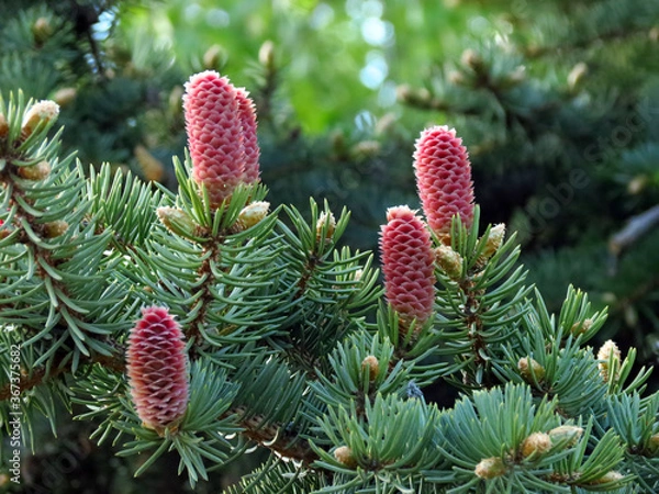 Obraz red pine cones