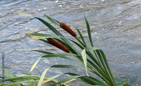 Fototapeta 비온뒤 냇가 부들