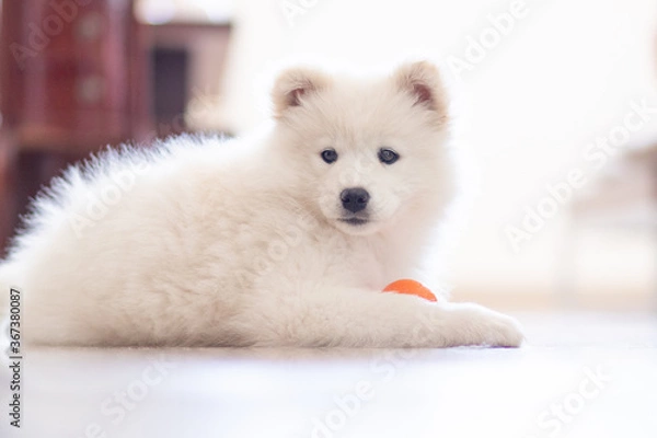 Fototapeta white samoyed puppy with ball