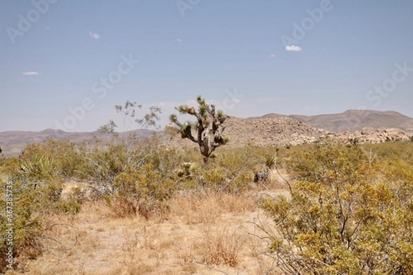 Obraz joshua tree national park