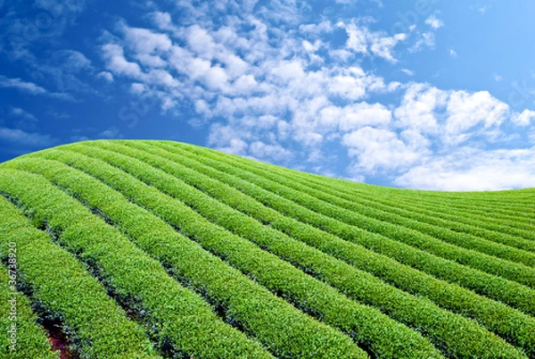 Obraz Green tea farm