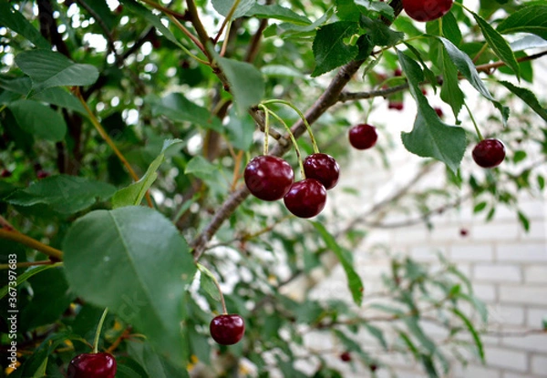 Obraz branch with red cherries, close-up
