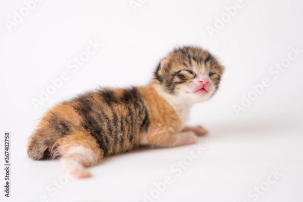 Obraz One week old baby kitten on white backdrop