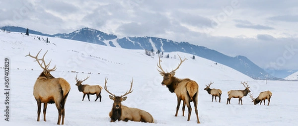 Fototapeta Group of bull Elk with antlers at the National Elk Refuge in Wyoming in winter with Snow King ski resort