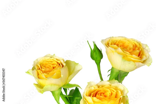 Obraz A yellow rose isolated on white background. Flowers isolated. Copy space. Postcard. Place for text. Gardening