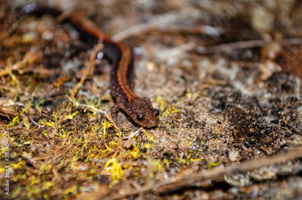 Fototapeta Eastern red-backed salamander on moss and dirt