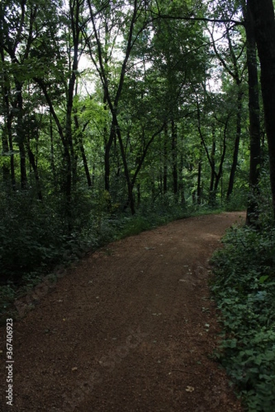 Fototapeta path in the forest