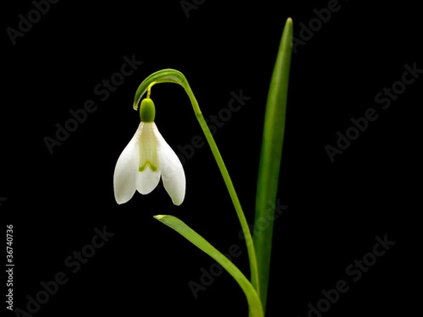 Obraz Spring snowdrop flowers