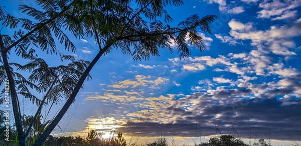 Fototapeta sunset in the forest