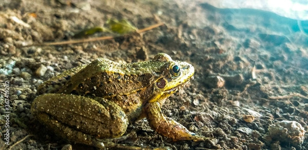 Fototapeta frog in the forest