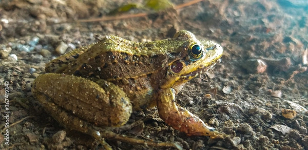 Fototapeta frog in the forest