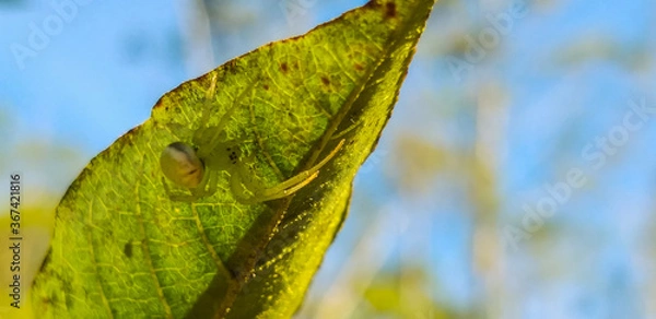 Fototapeta green spider