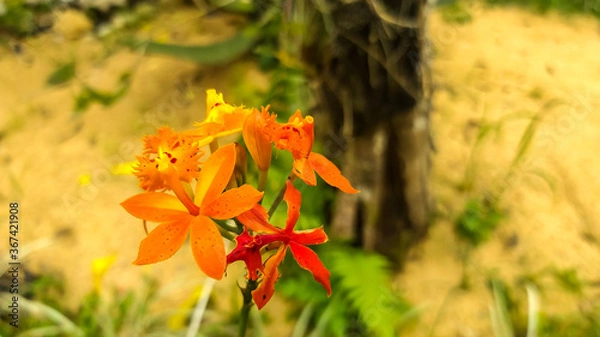 Fototapeta yellow orchid with orange