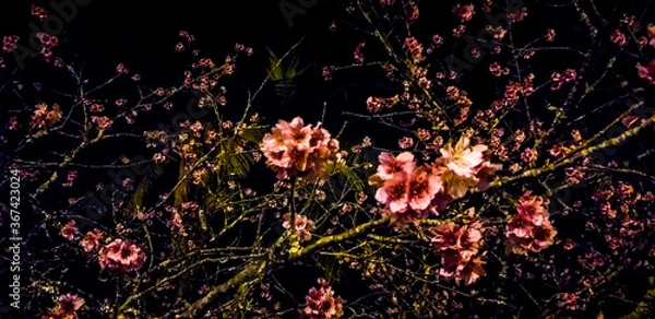 Fototapeta night flower