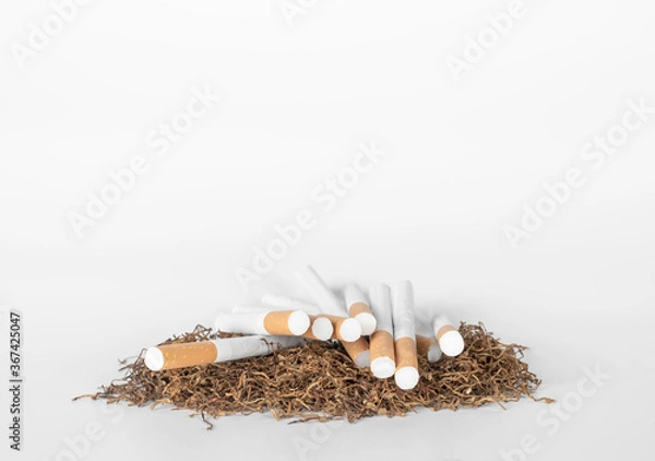 Fototapeta a lot of cigarettes on pile of tobacco lay on white background with copy space. concept for narcotic,illness.