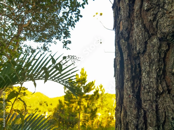 Fototapeta tree in the forest