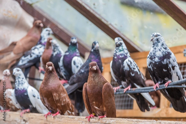 Fototapeta group of homing pigeons resting in a bird house