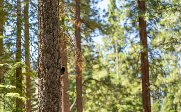 Obraz White headed woodpecker in the pines