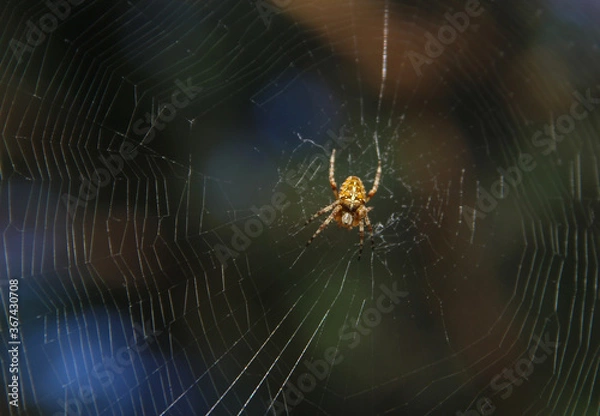 Fototapeta spider on web