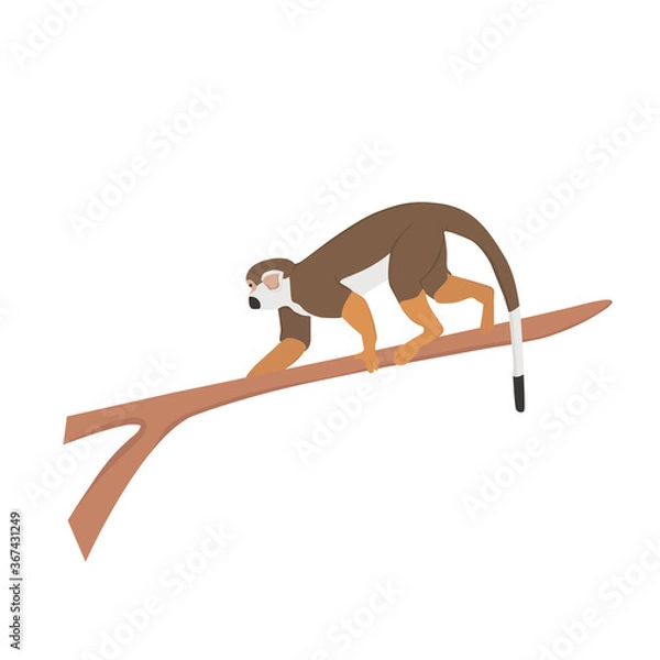 Fototapeta Squirrel Monkey Illustration