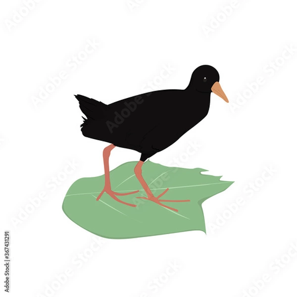 Fototapeta Black Crake Illustration