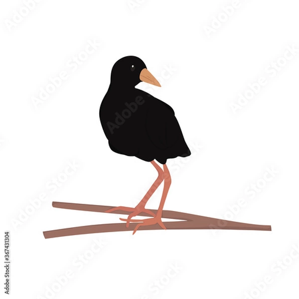 Fototapeta Black Crake Illustration