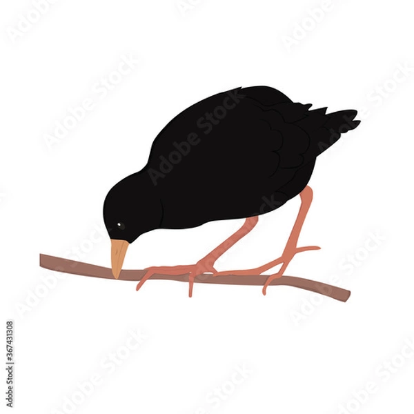 Fototapeta Black Crake Illustration