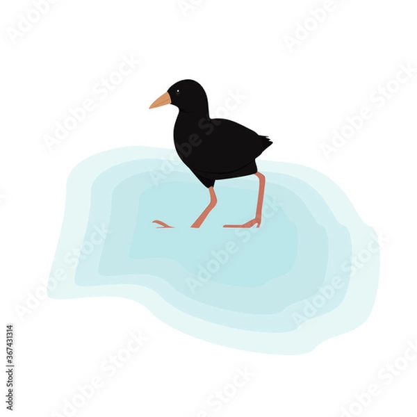 Obraz Black Crake Illustration