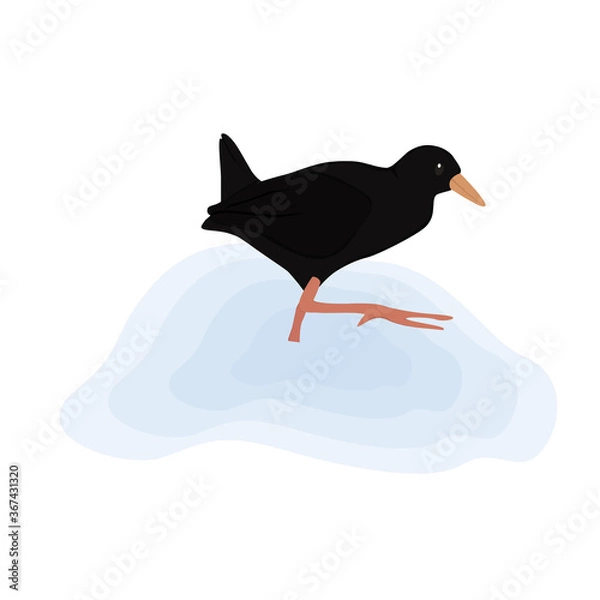 Obraz Black Crake Illustration