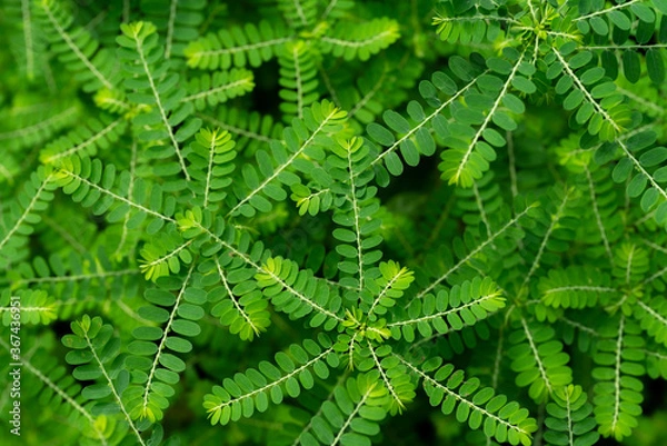 Fototapeta Phyllanthus niruri herb plant and other name, Seed-under-leaf, Phyllanthus amarus Schumach & Thonn,top view.