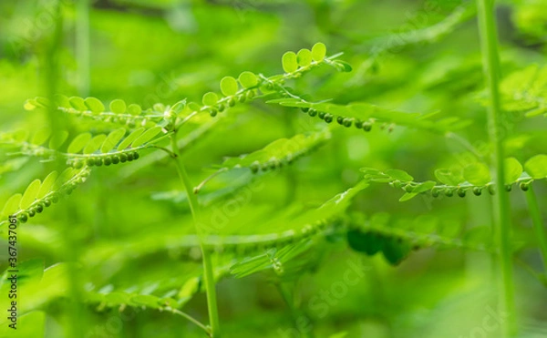 Fototapeta Phyllanthus niruri herb plant and other name, Seed-under-leaf, Phyllanthus amarus Schumach & Thonn.
