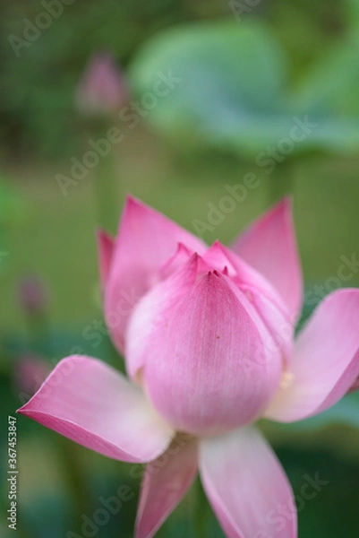 Fototapeta ハスの花