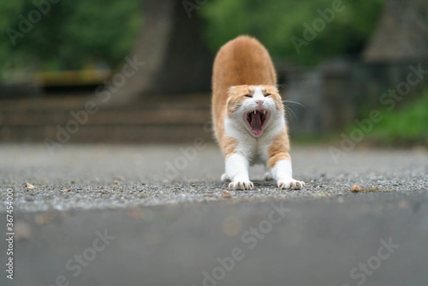 Fototapeta あくび