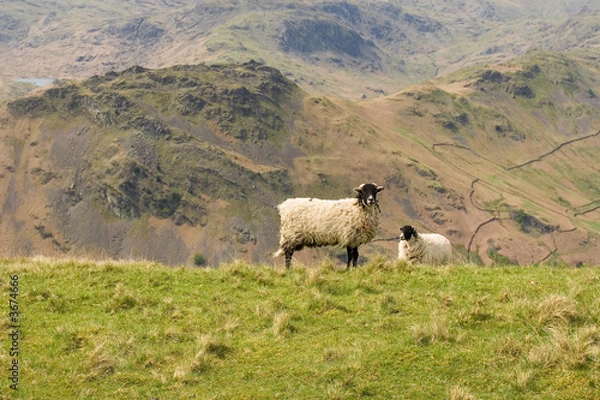 Obraz Two sheep grazing