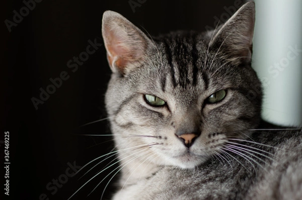 Fototapeta 見つめる猫　　サバトラ猫