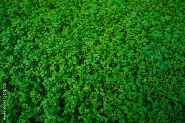 Fototapeta Green grass background