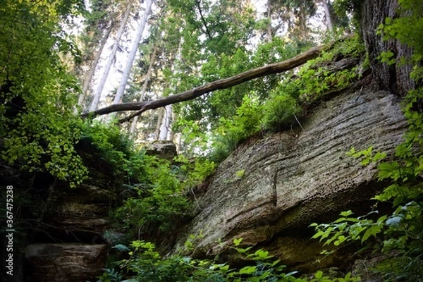 Fototapeta tree in the forest